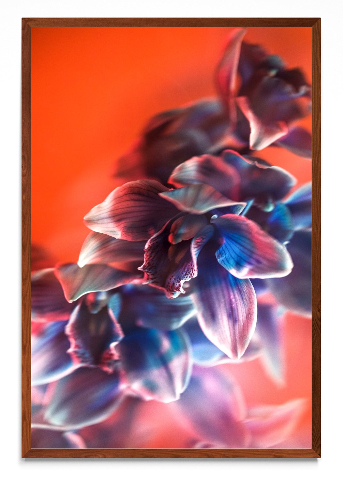 Orquídia I - FotoV MO