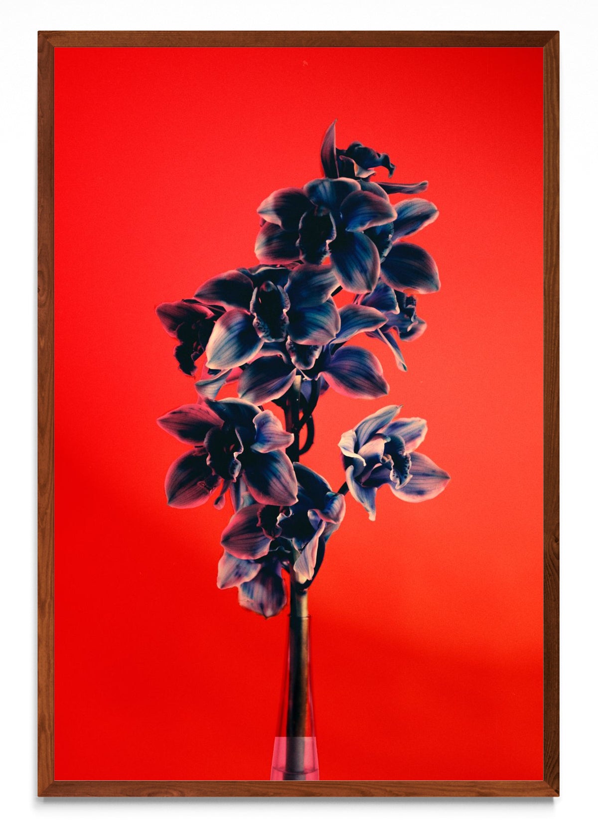 Orquídia II - FotoV MO