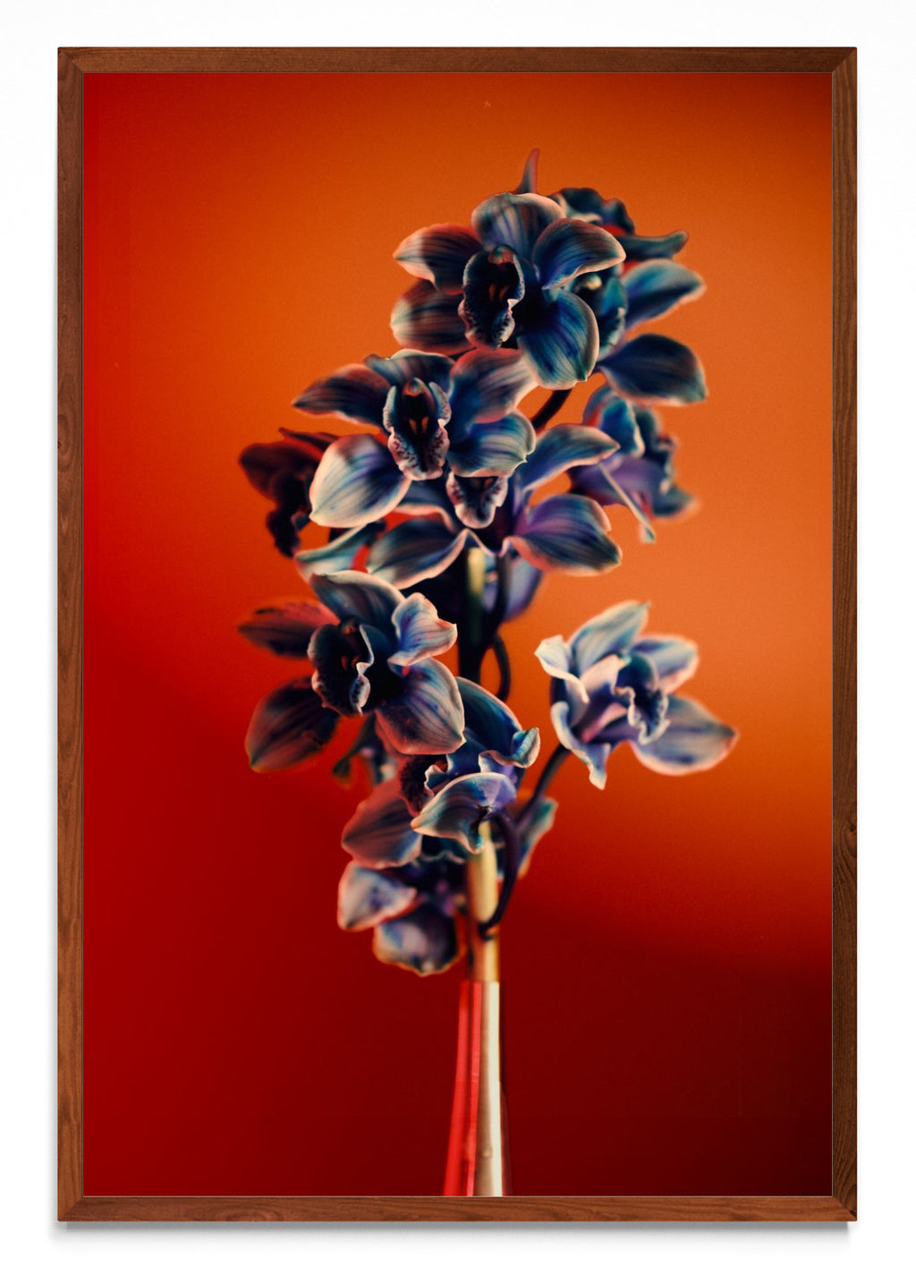 Orquídia III - FotoV MO