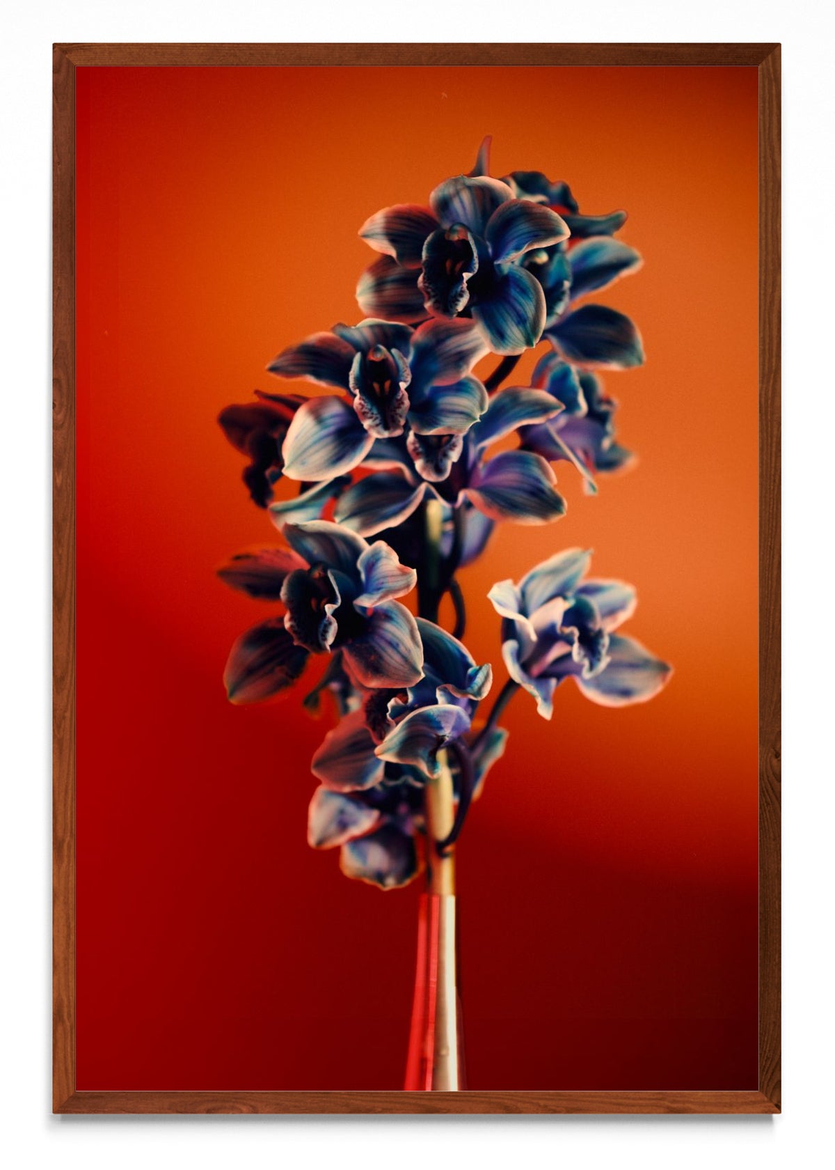 Orquídia III - FotoV MO