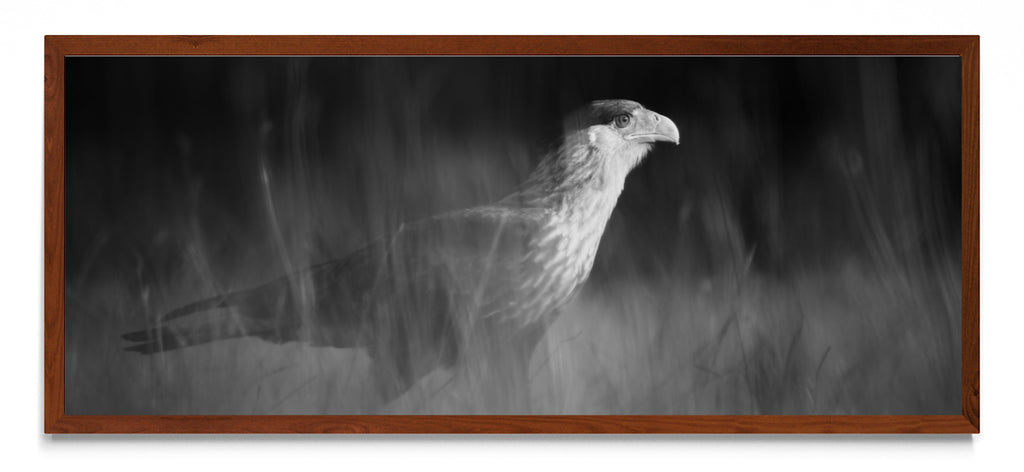 Caracara plancus - Pano H MO