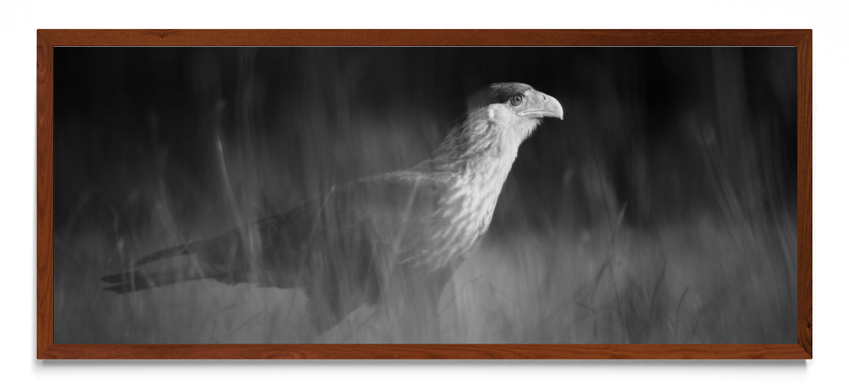 Caracara plancus - Pano H MO