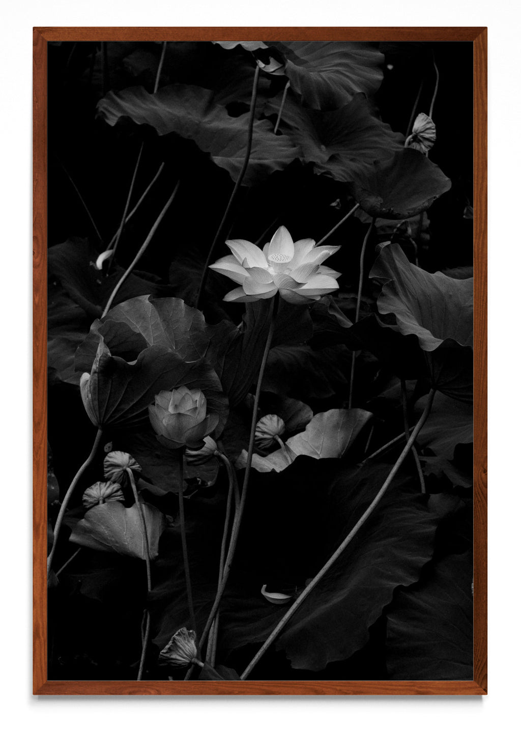 Flor de Loto - FotoV MO