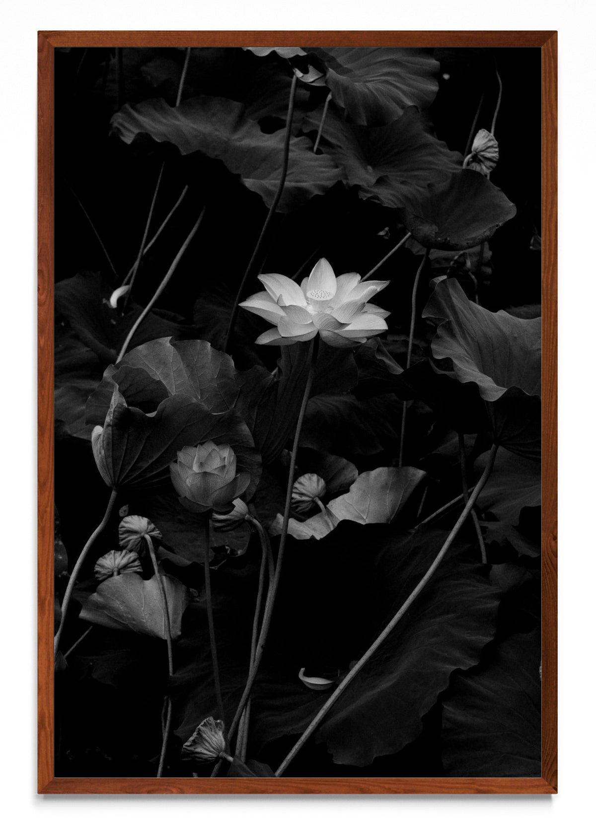 Flor de Loto - FotoV MO