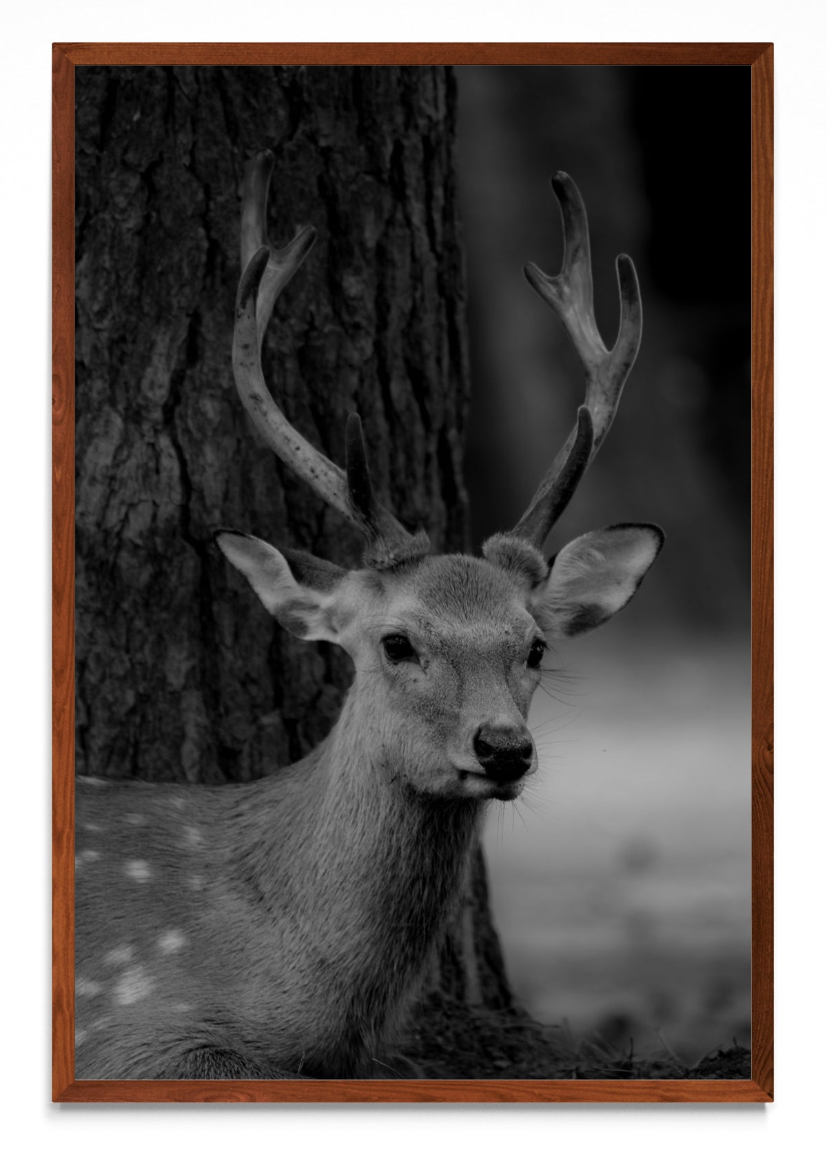 Nara Deer - FotoV MO