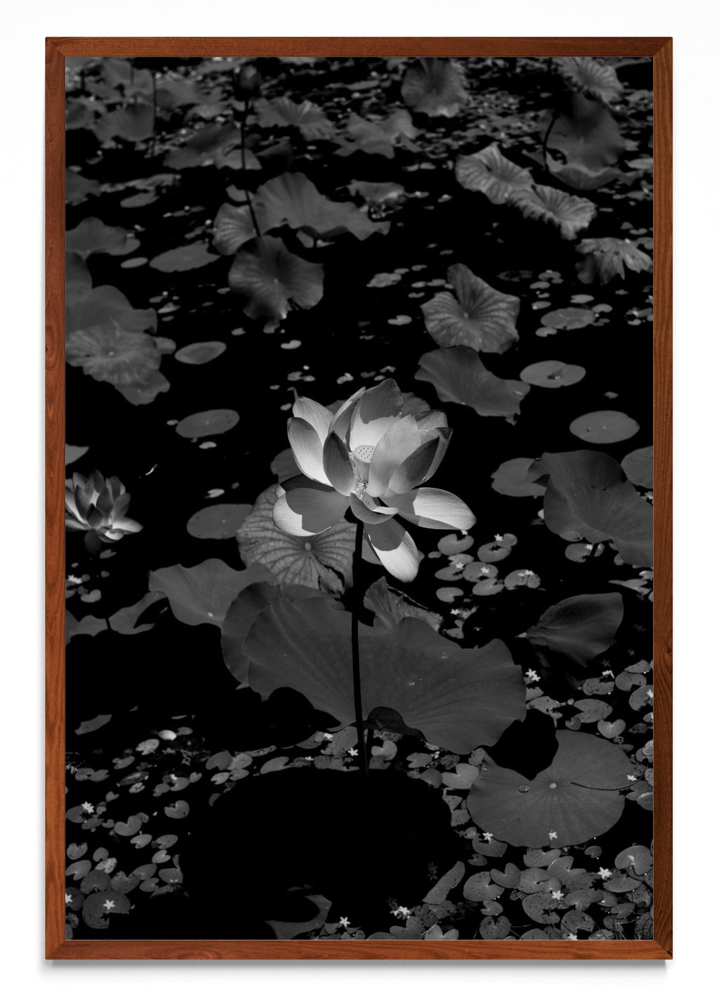 Flor de Loto - FotoV MO