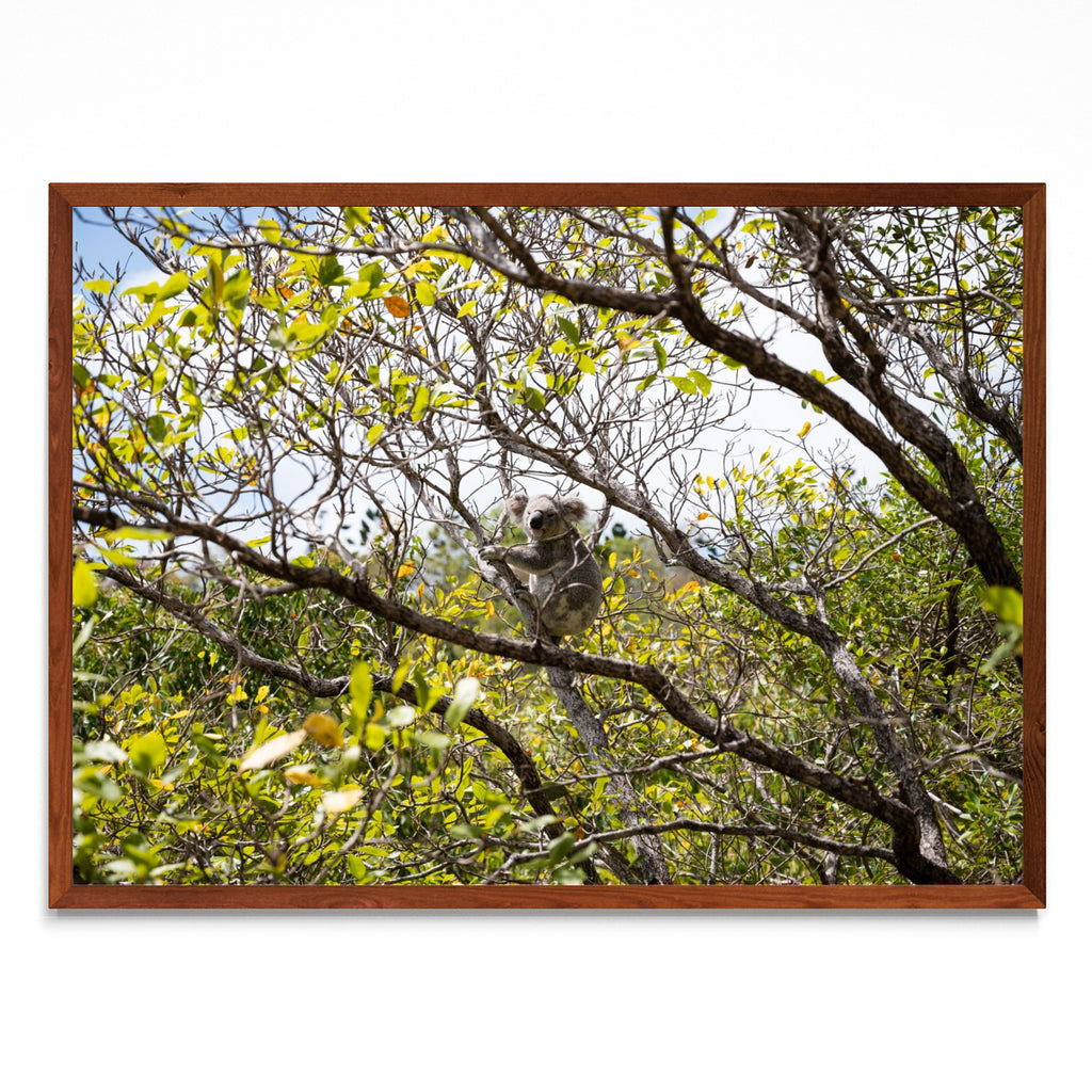 Koala 01 - Paisaje MO