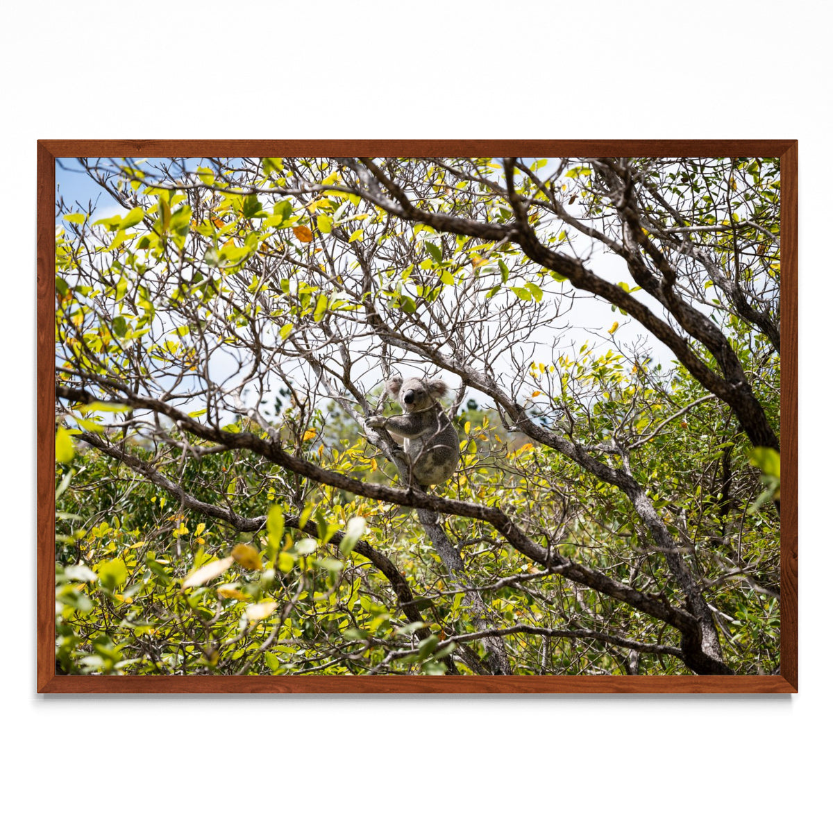 Koala 01 - Paisaje MO