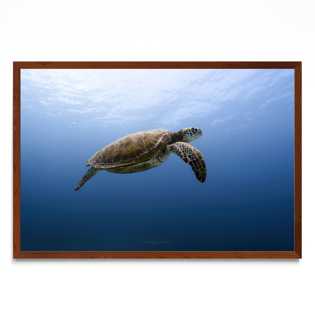 Flying turtle - FotoH MO