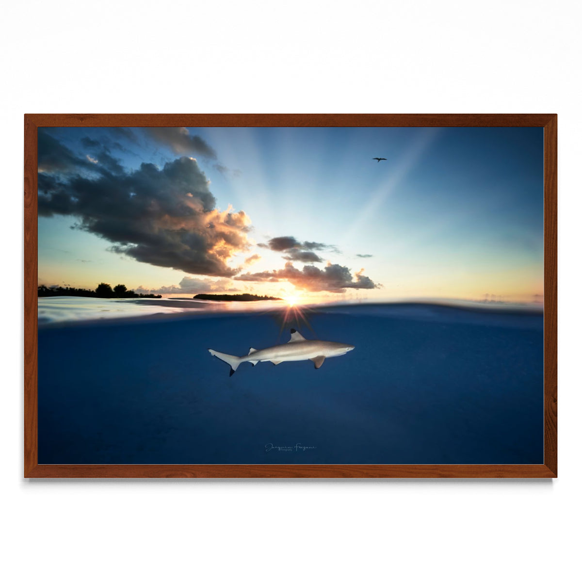 Punta negra bajo el sol - FotoH MO