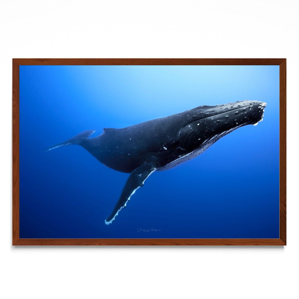 Humpback - FotoH MO