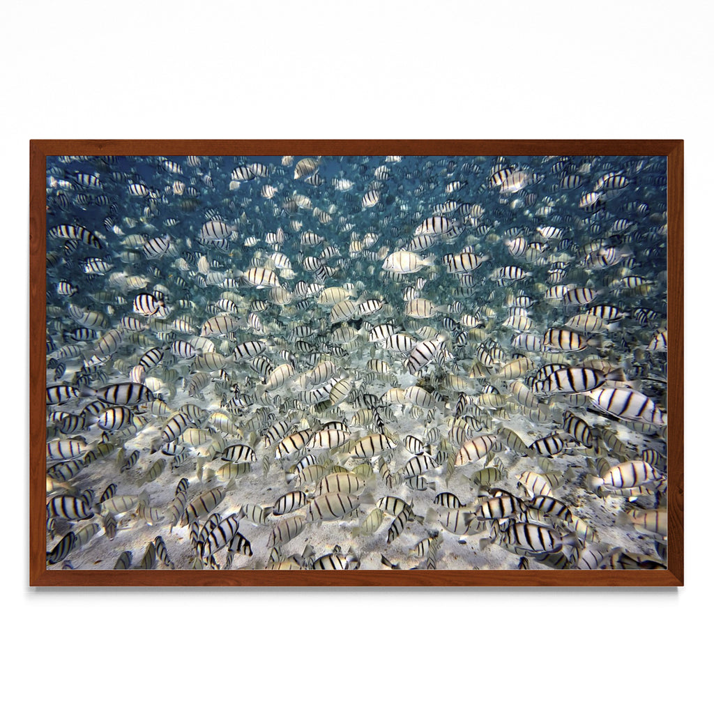 Fish party - FotoH MO