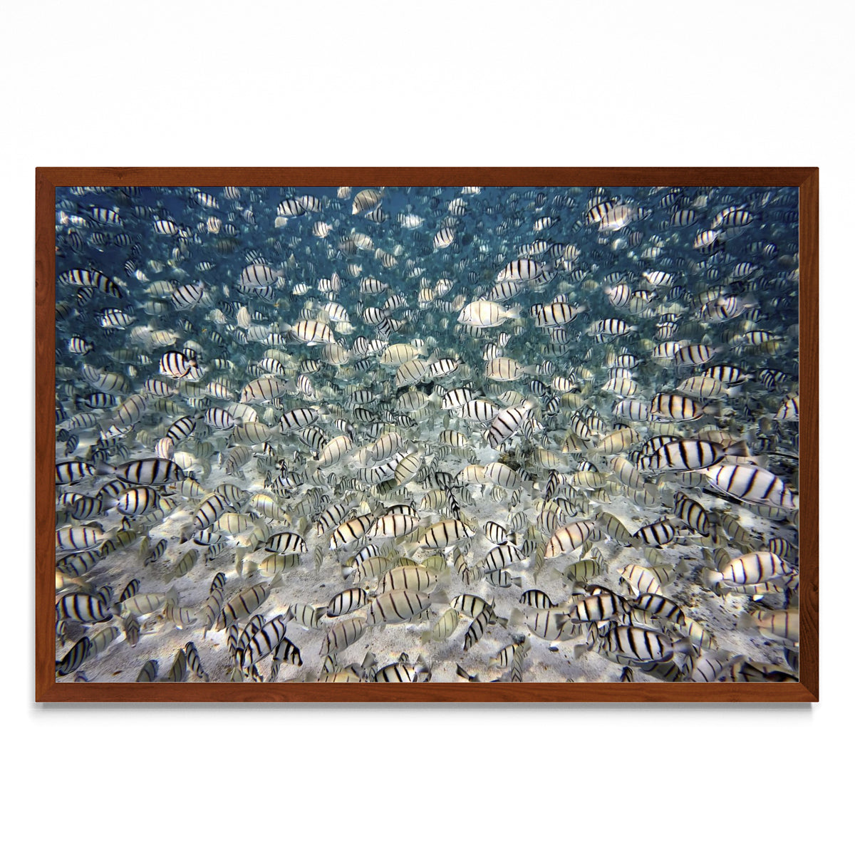 Fish party - FotoH MO