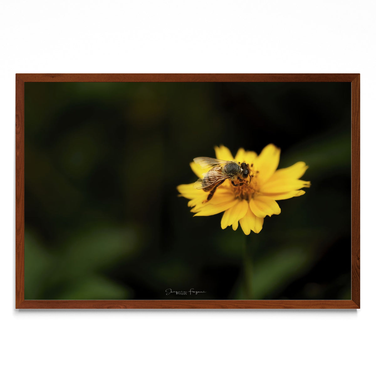 Bee - FotoH MO