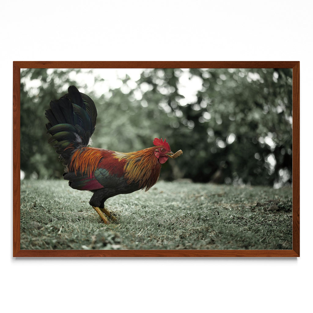 Rooster - FotoH MO