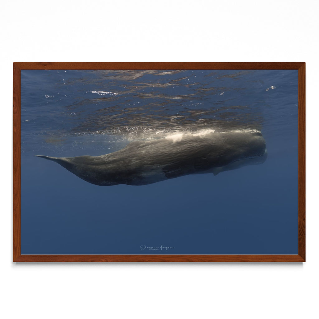 Sperm whales - FotoH MO