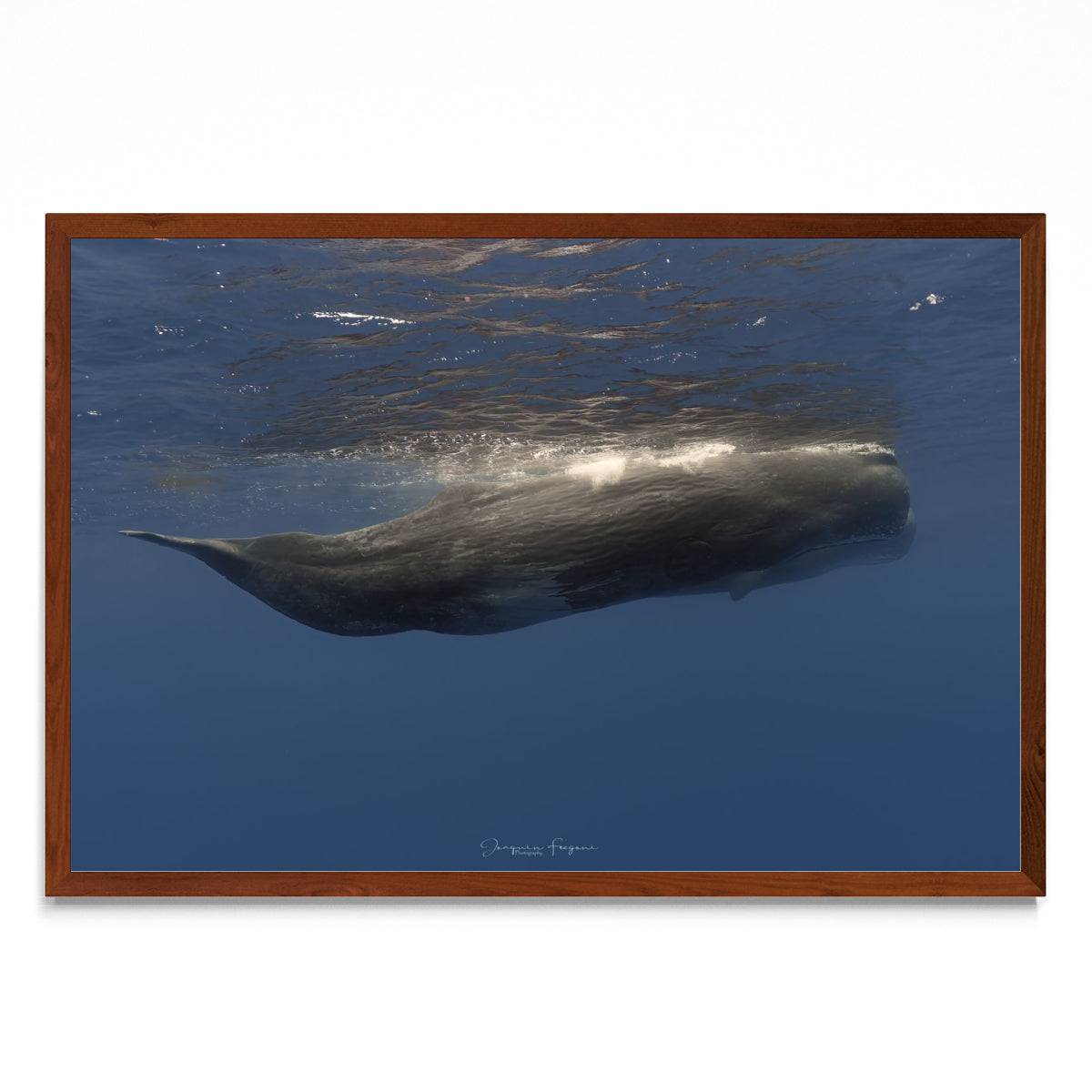 Sperm whales - FotoH MO