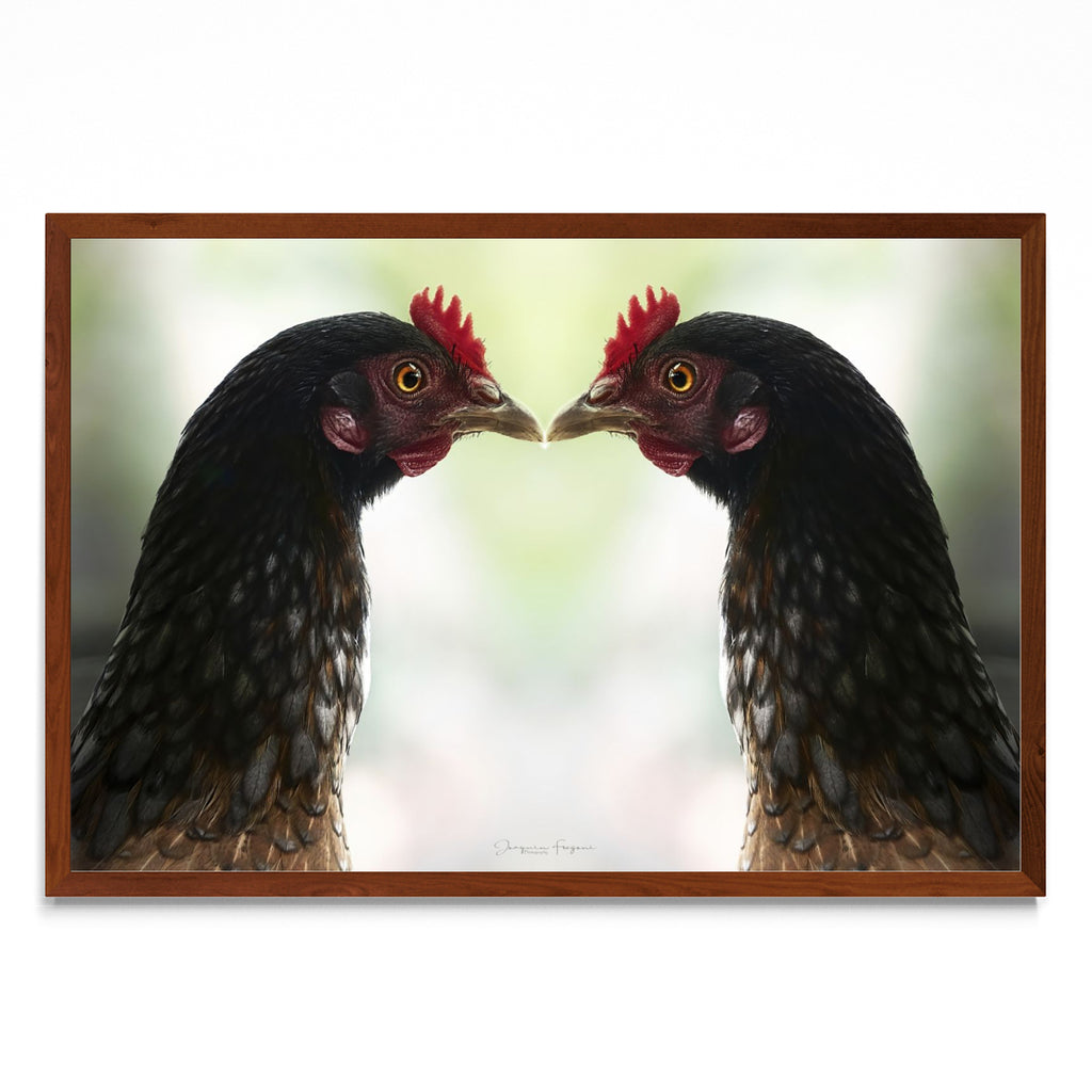 Roosters - FotoH MO
