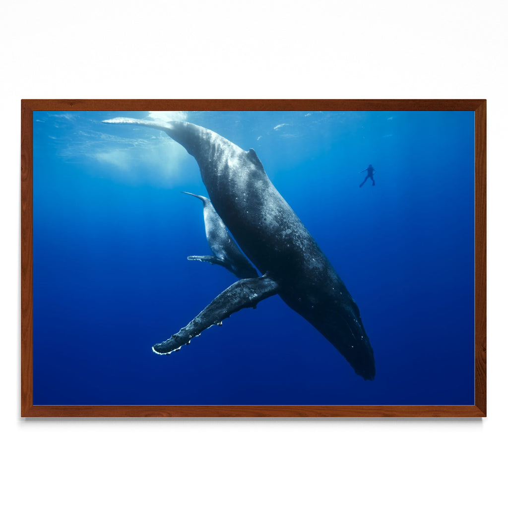 Mi amigo y la ballena - FotoH MO