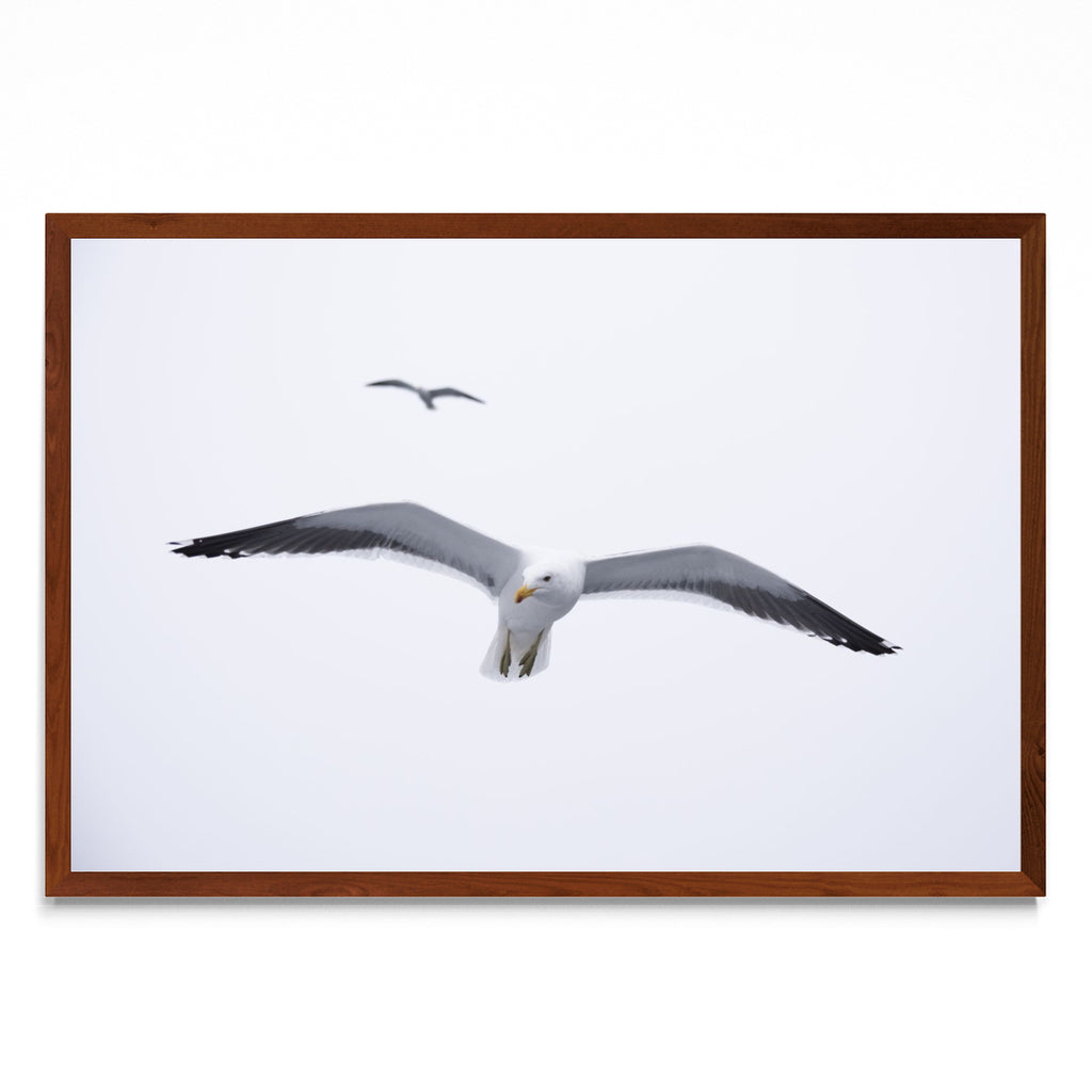 Gaviota en libertad - FotoH MO
