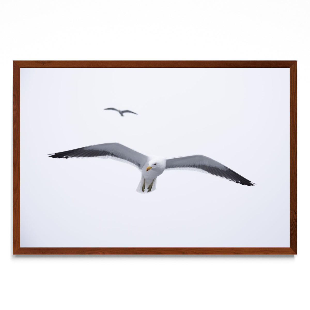 Gaviota en libertad - FotoH MO