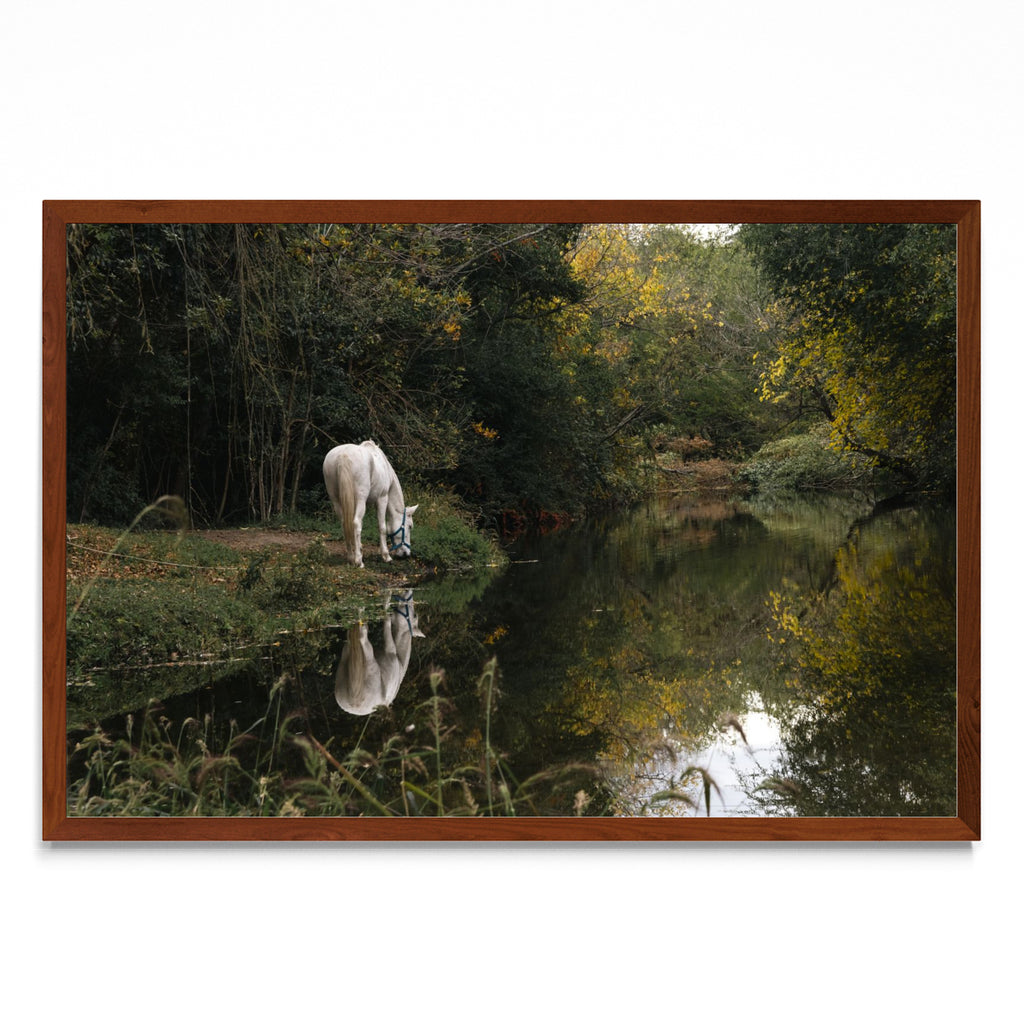 Caballo blanco reflejado - FotoH MO