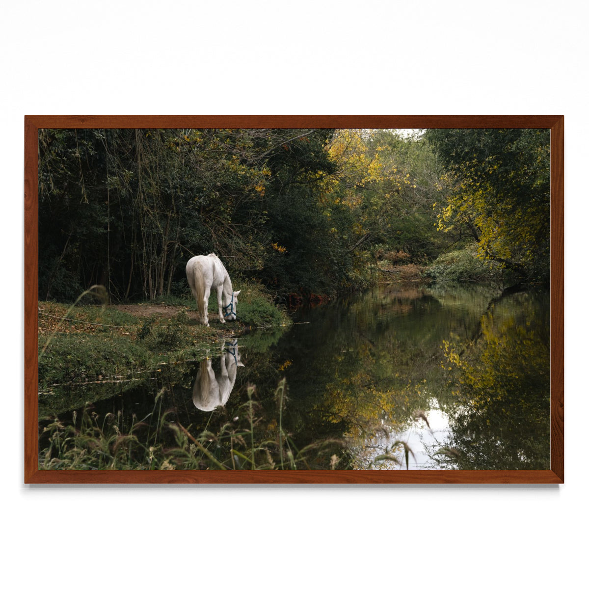 Caballo blanco reflejado - FotoH MO