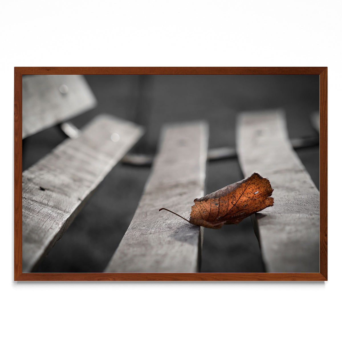 Ultima hoja de otoño - FotoH MO