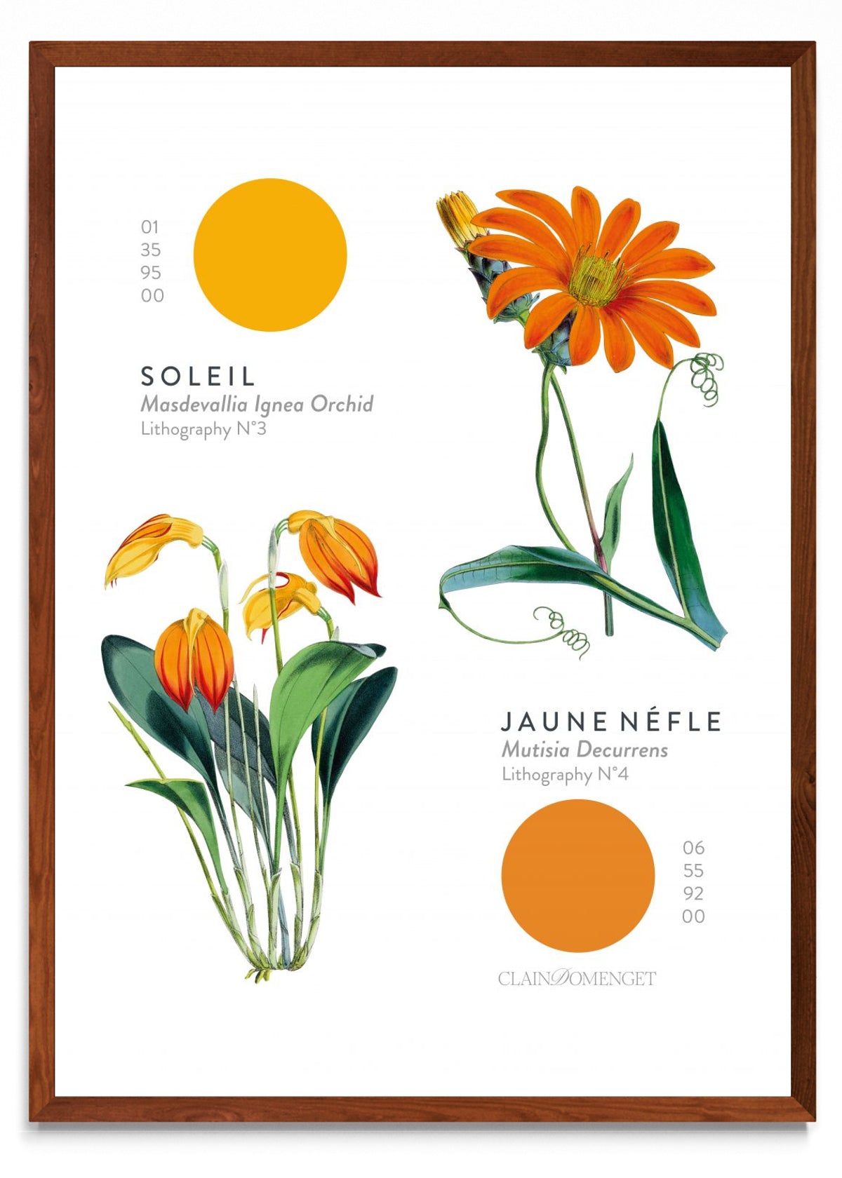FLEURS ET COULEURS - Retrato MO