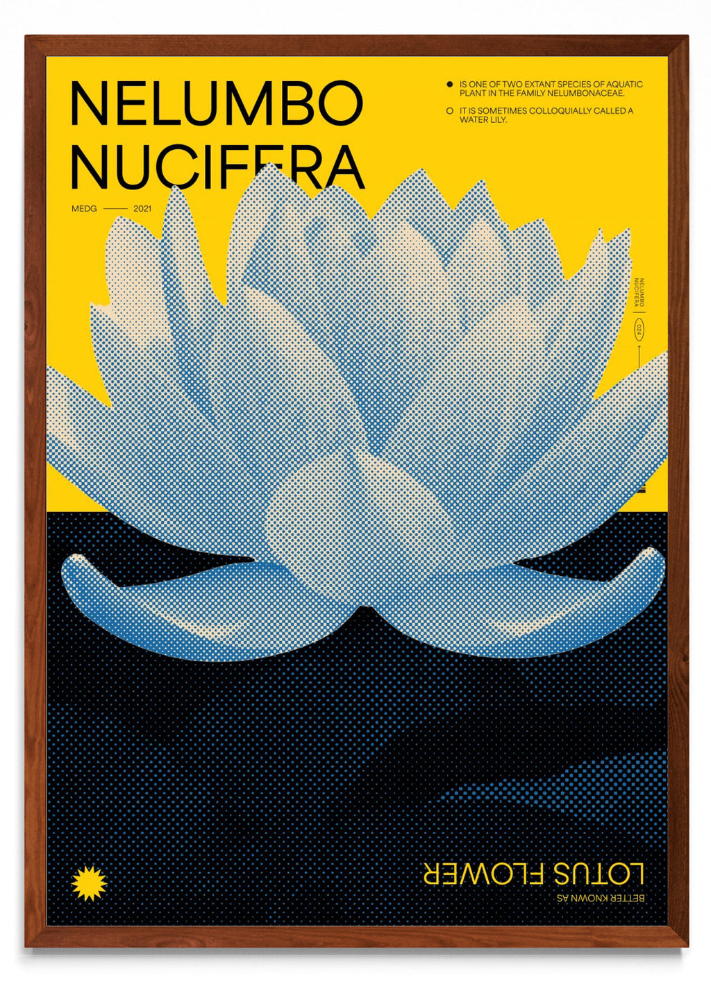 Lotus - Retrato MO