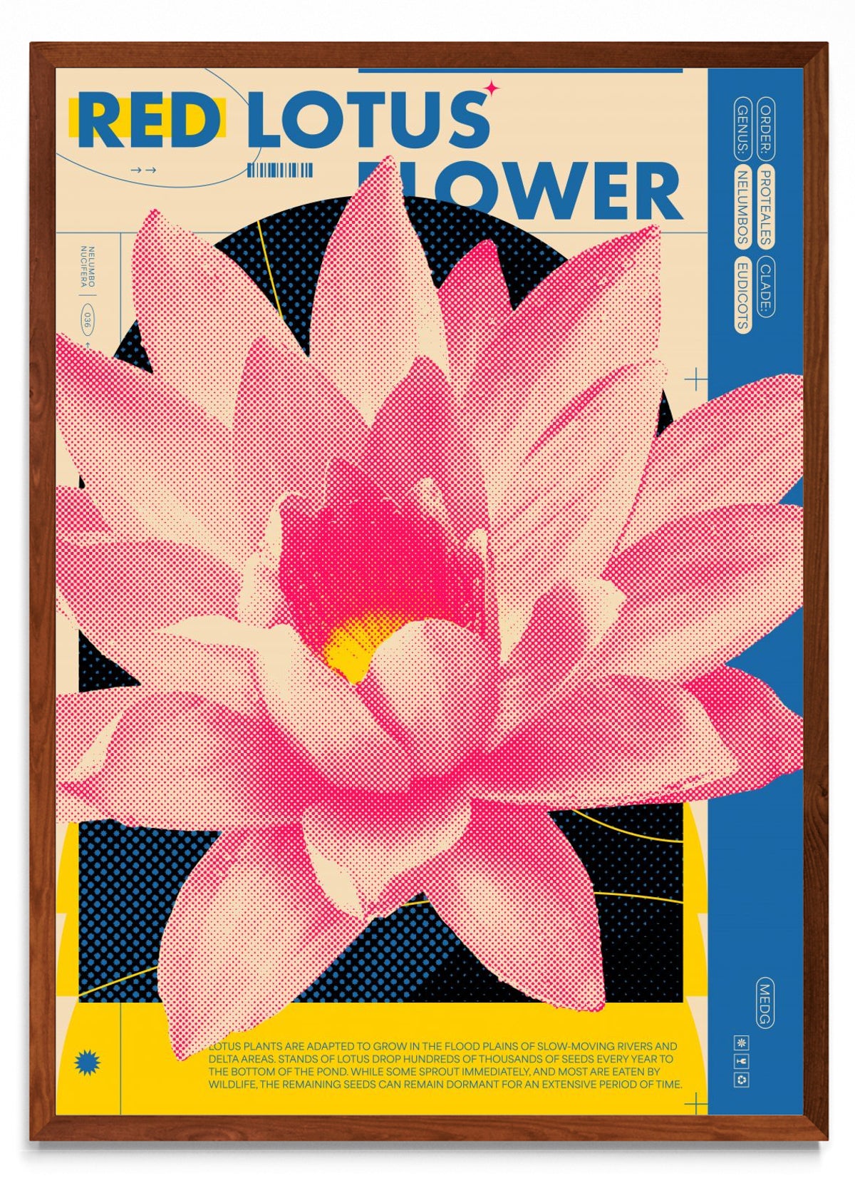 Red Lotus - Retrato MO