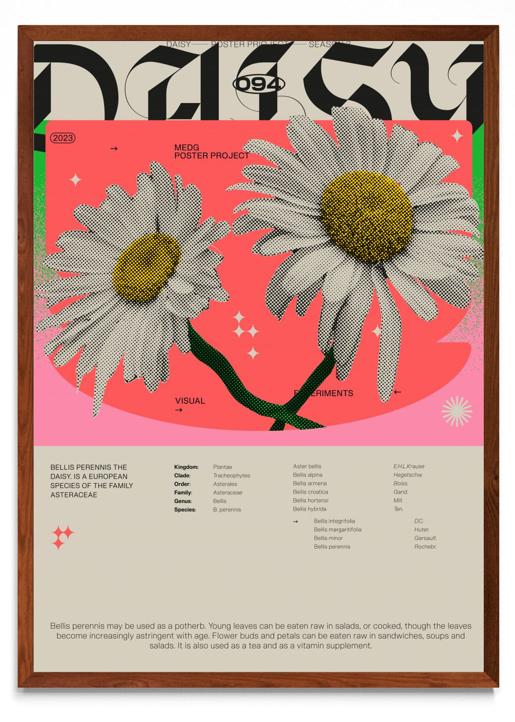 Daisy - Retrato MO