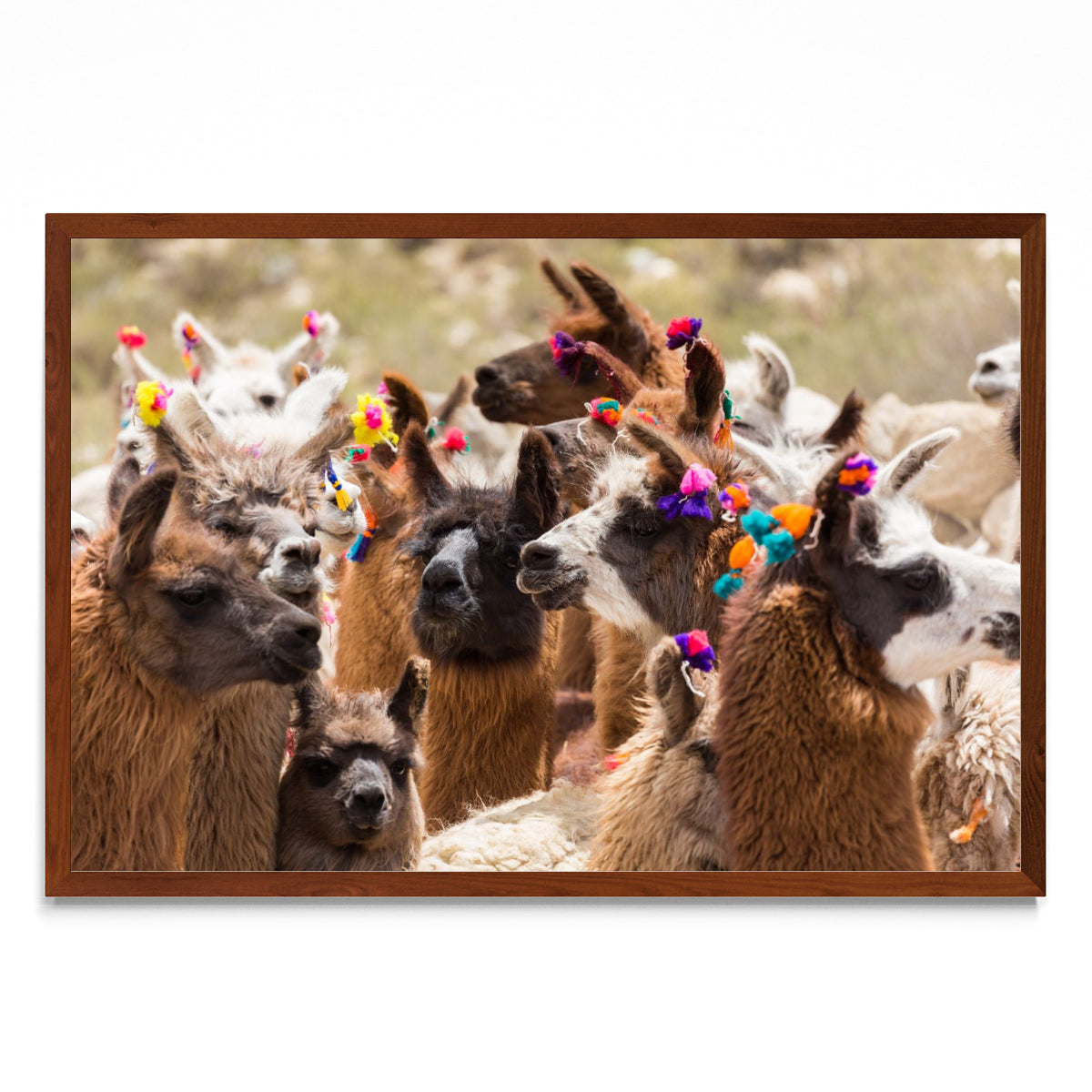 Llamas - FotoH MO