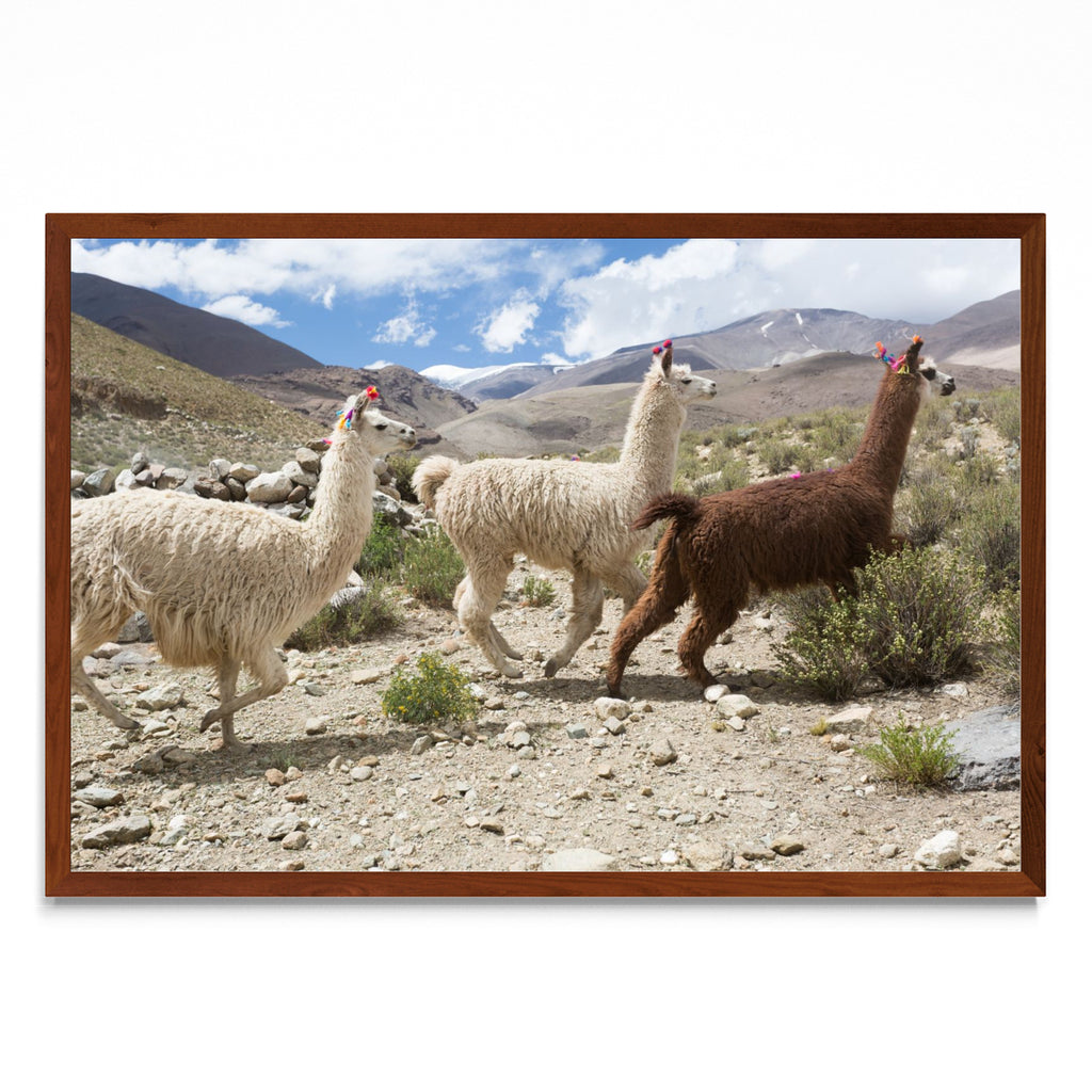 Tres llamas - FotoH MO