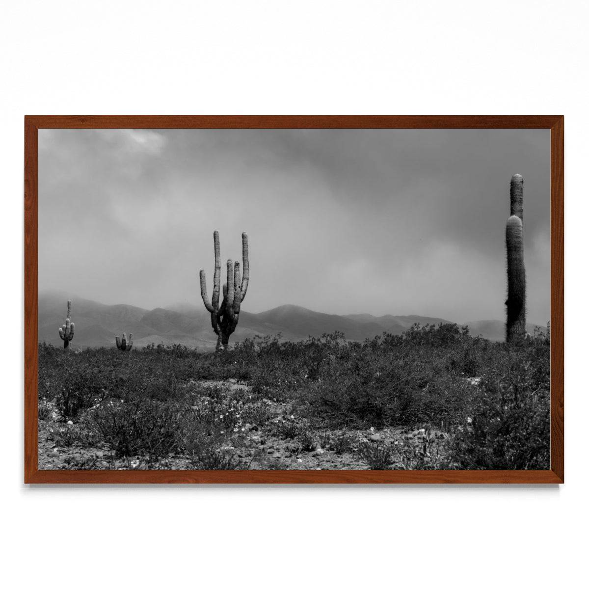 Cardones - FotoH MO