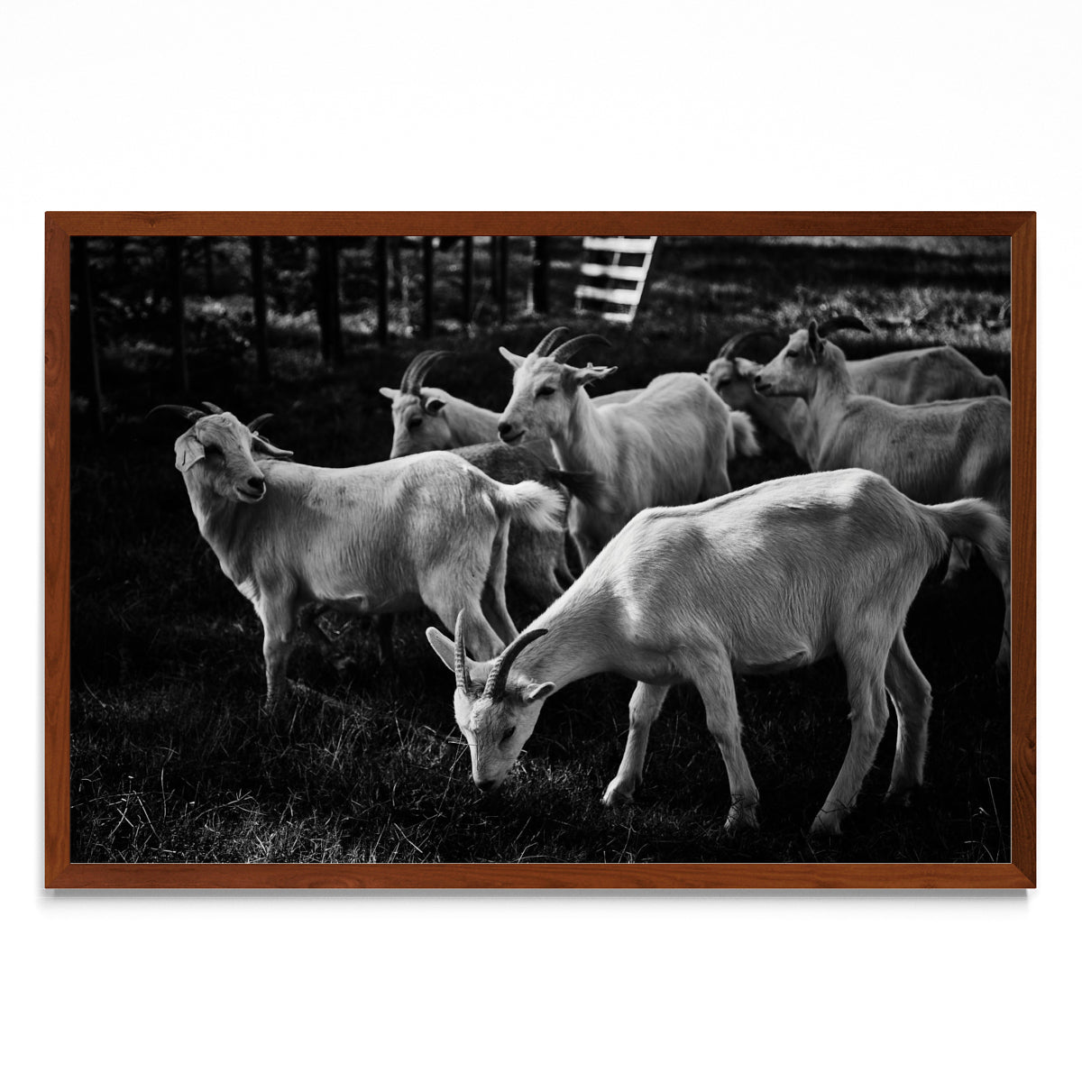 Cabras - FotoH MO