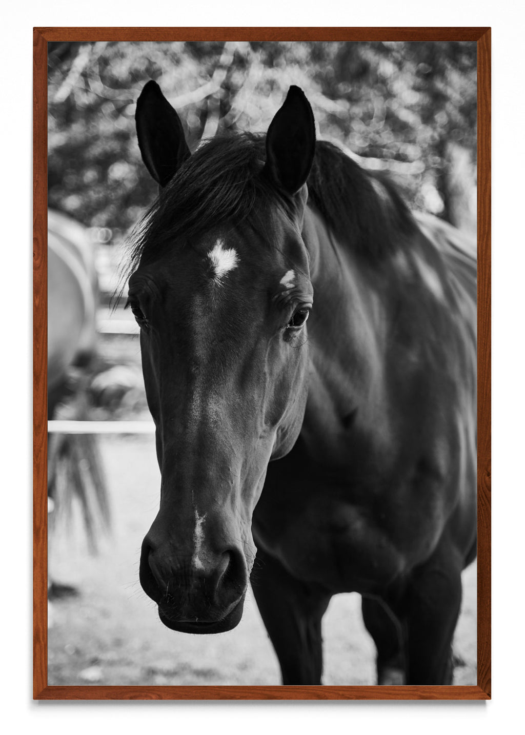 Caballo IIII - FotoV MO