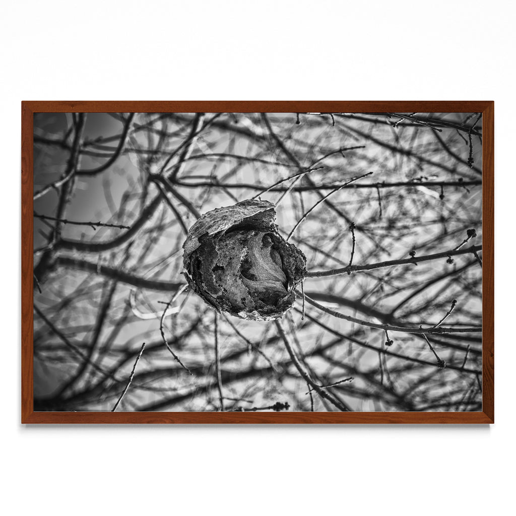 PANAL - FotoH MO