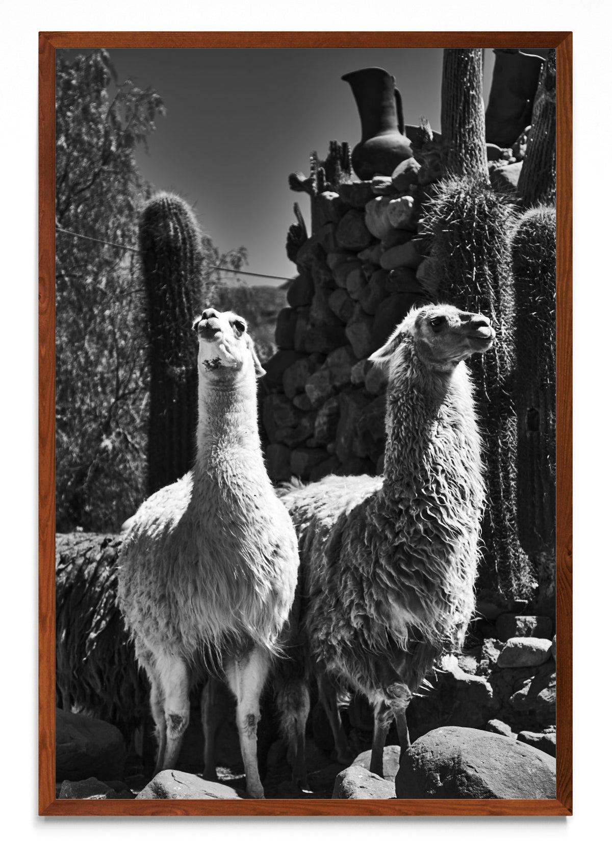 Llamas - FotoV MO
