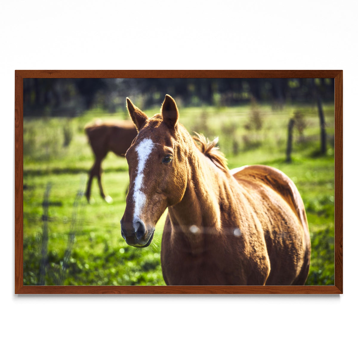 CABALLO - FotoH MO