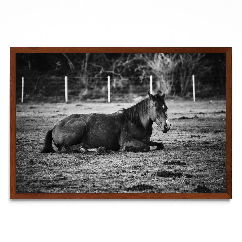 CABALLO II - FotoH MO