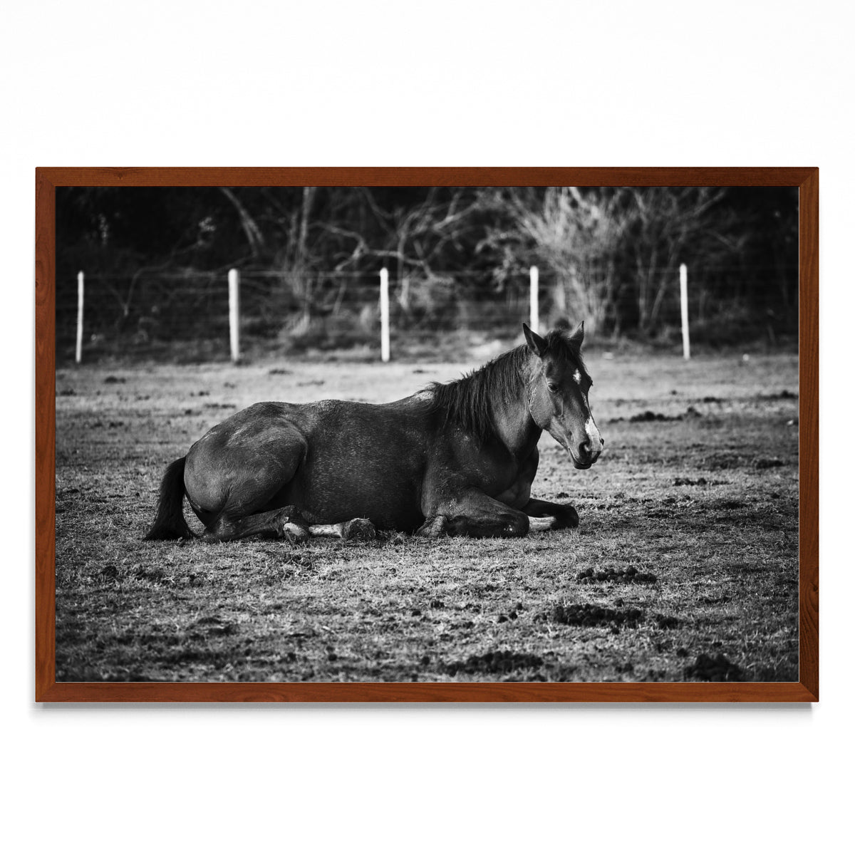 CABALLO II - FotoH MO