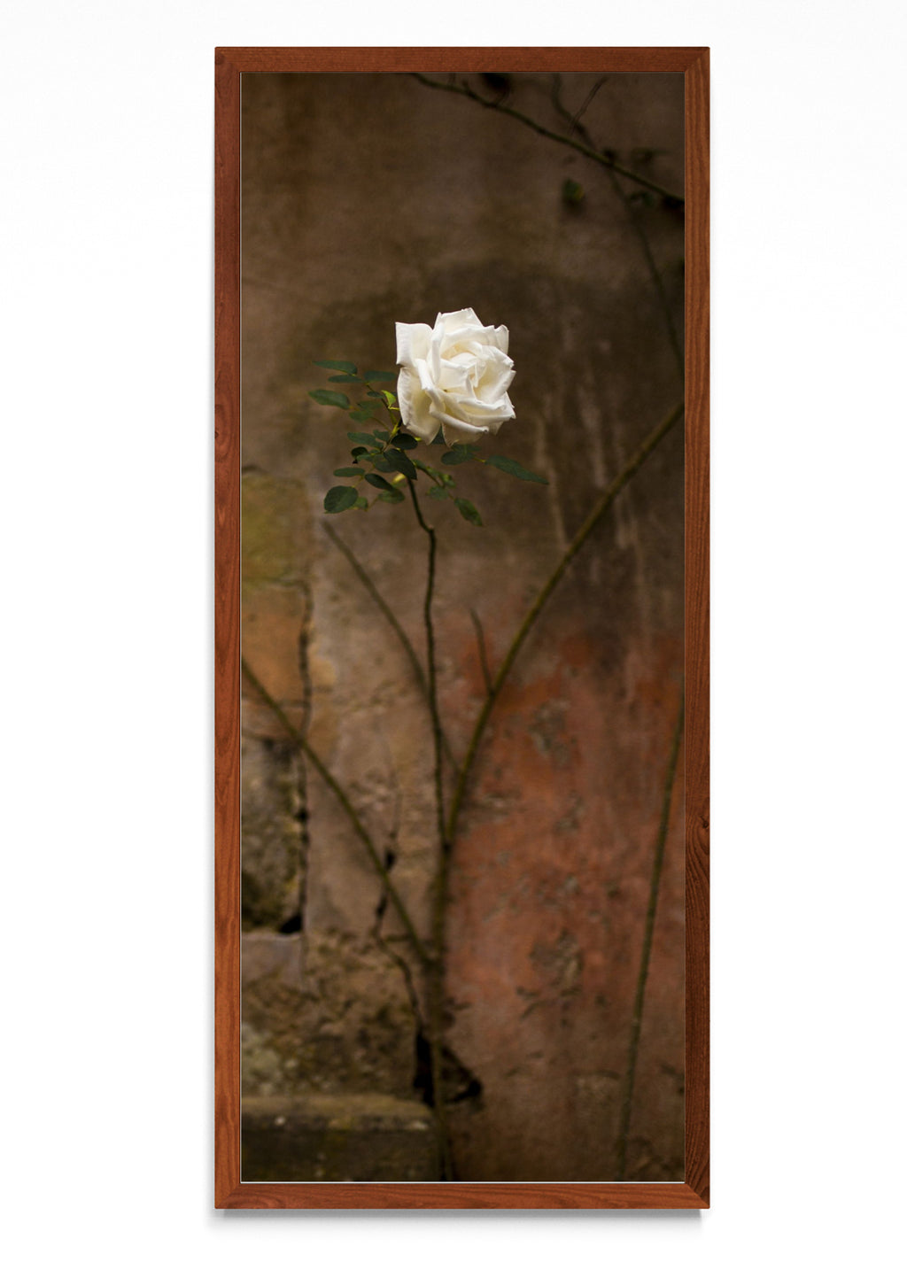 Flor Blanca - PanoV MO