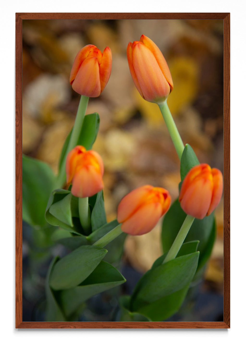 Tulipanes calle Arroyo - FotoV MO