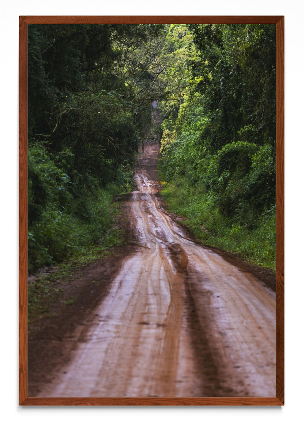 Ruta en la selva - FotoV MO
