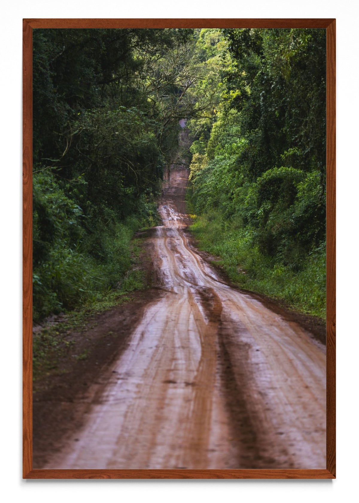 Ruta en la selva - FotoV MO