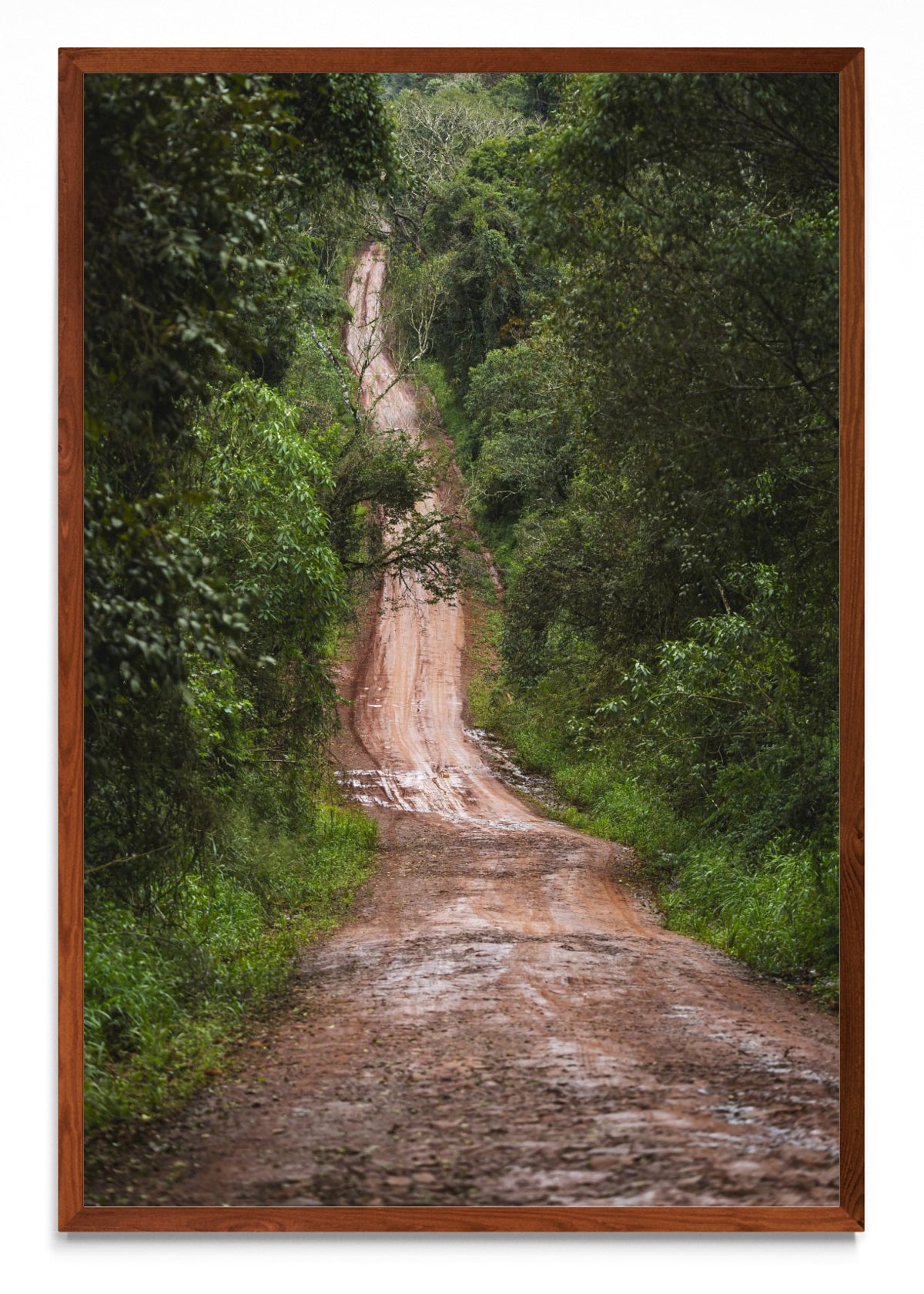 En la selva - FotoV MO