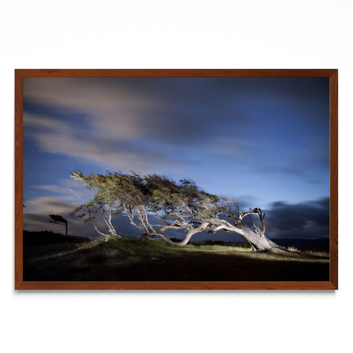 Arbol Bandera - Ushuaia - FotoH MO