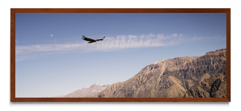 Condor - Pano H MO