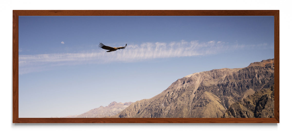 Condor - Pano H MO